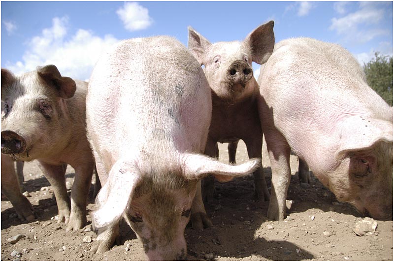 organic pigs.jpg